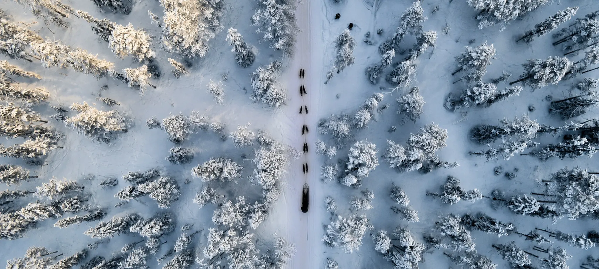 Aerial view of a husky team crossing a snow-covered Arctic forest
