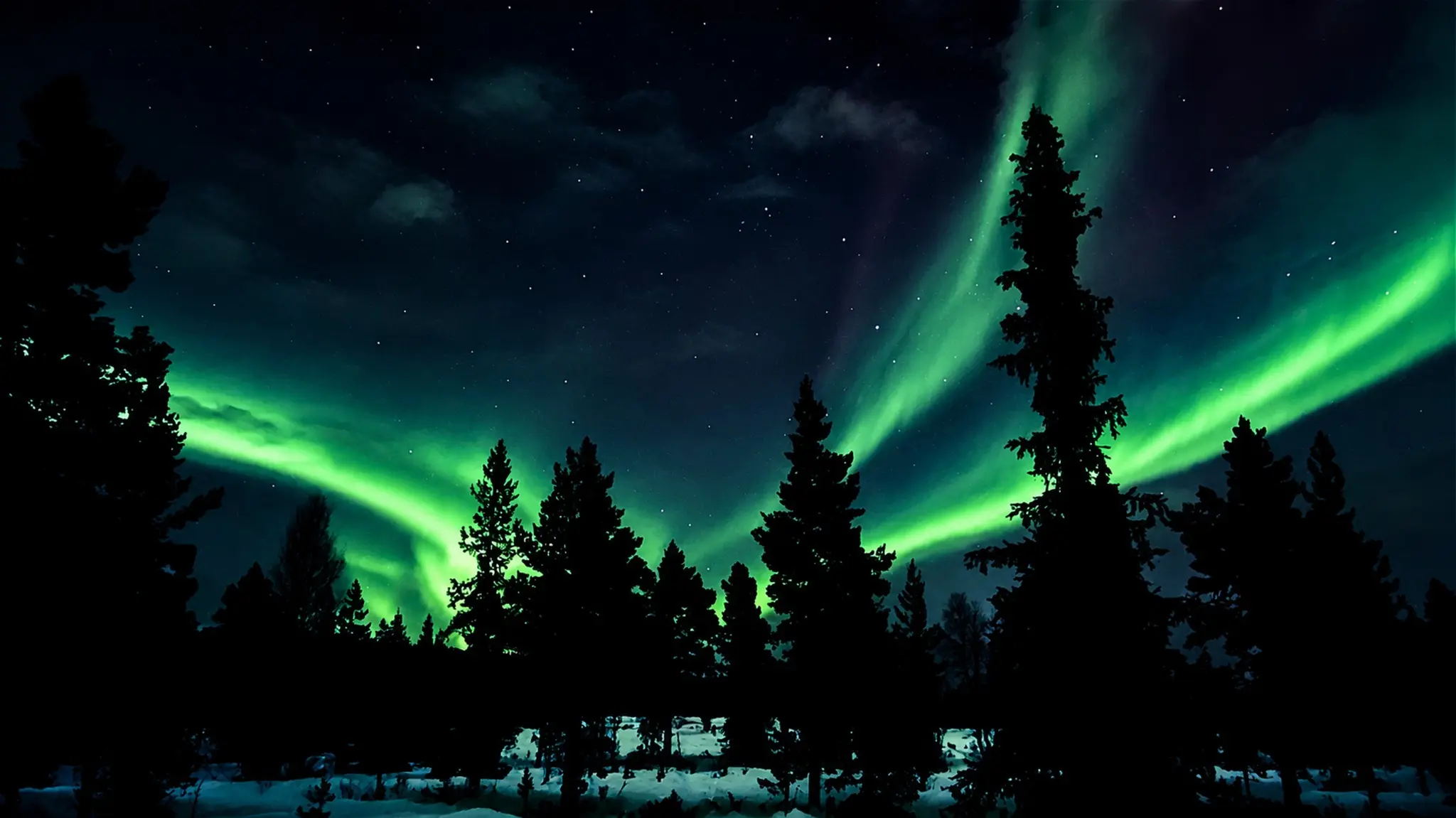 Green aurora and stars sweeping above a dark pine forest