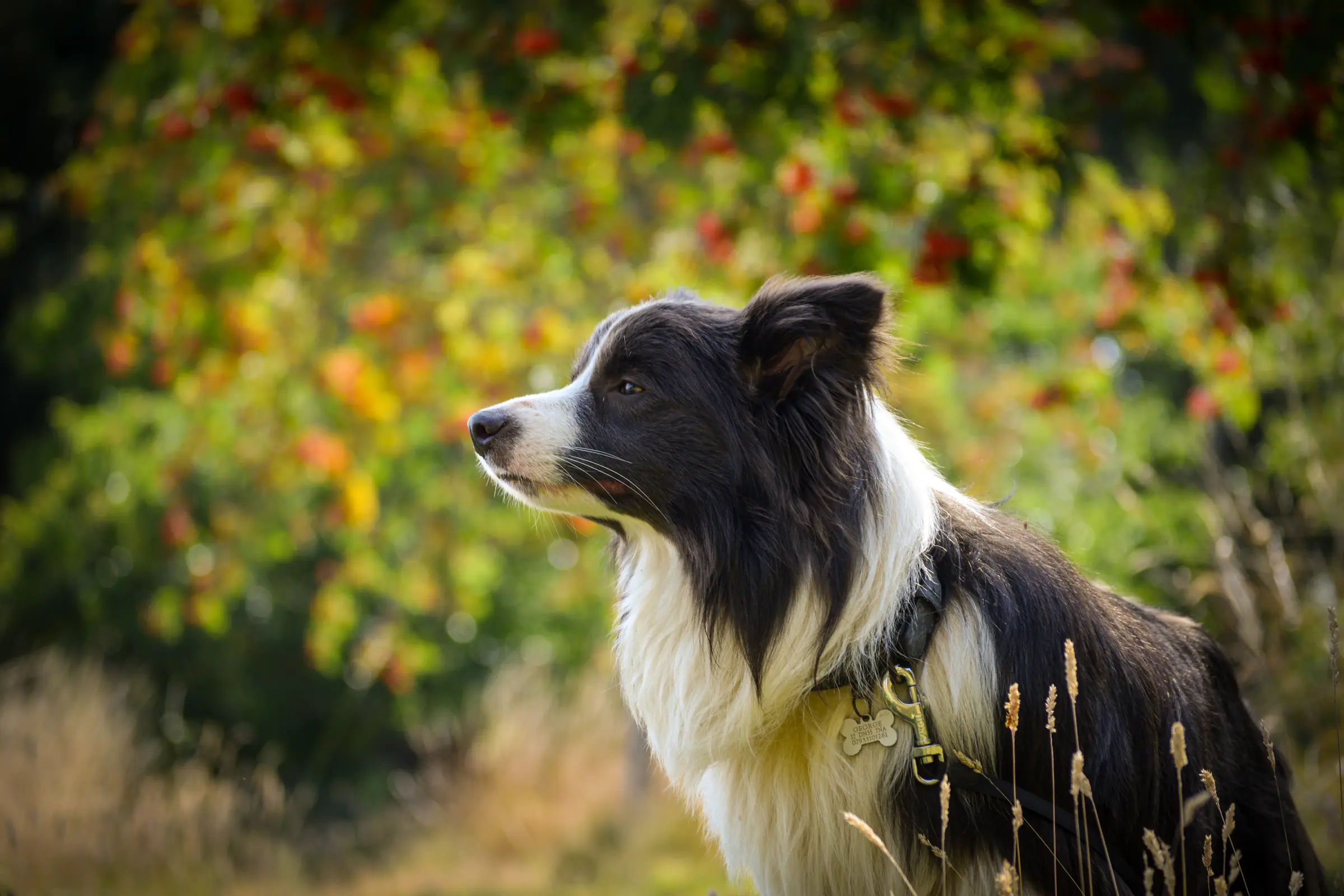 Border collie portrait in autumn woodland