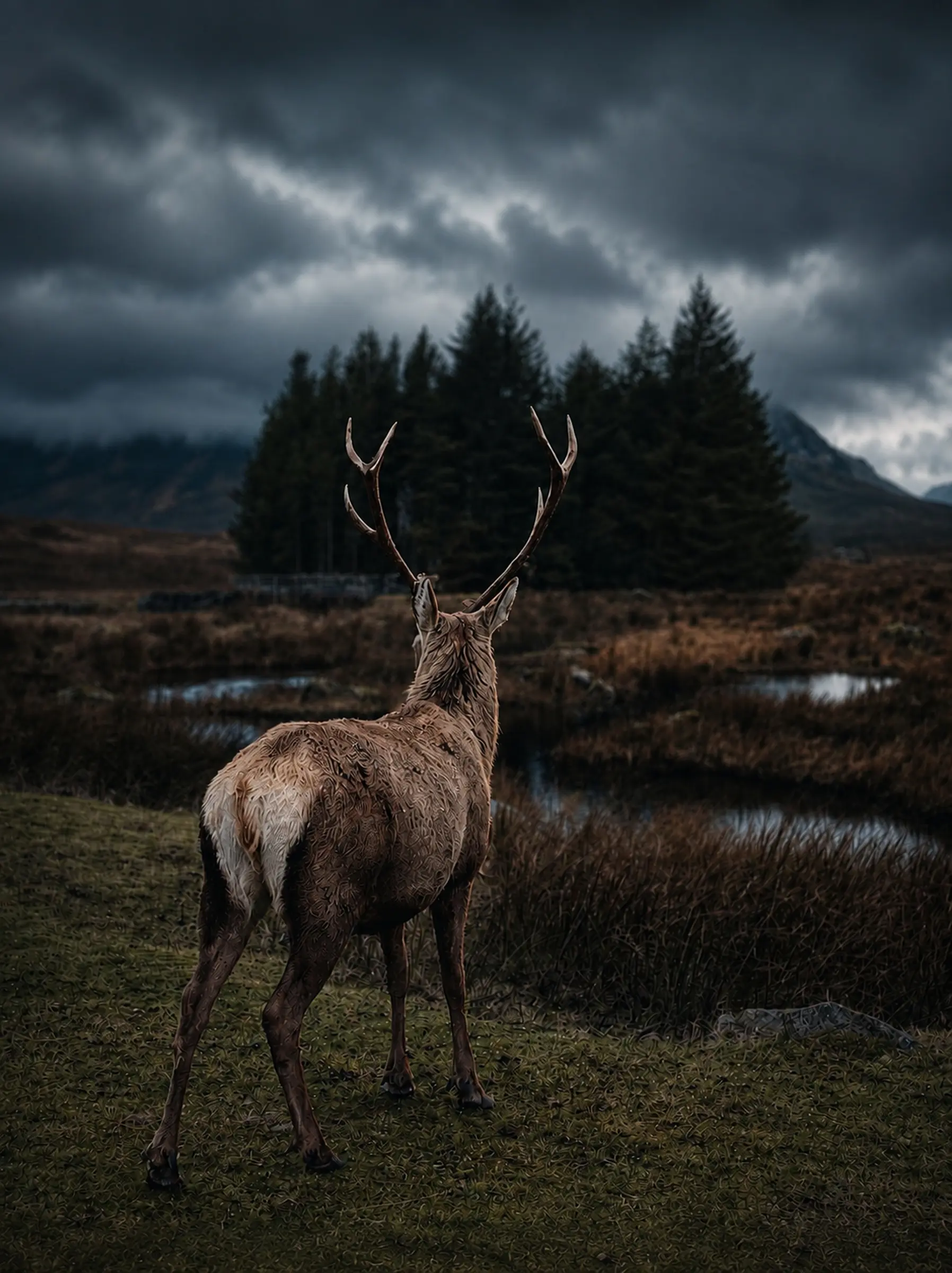 Red deer stag looking across the Highlands