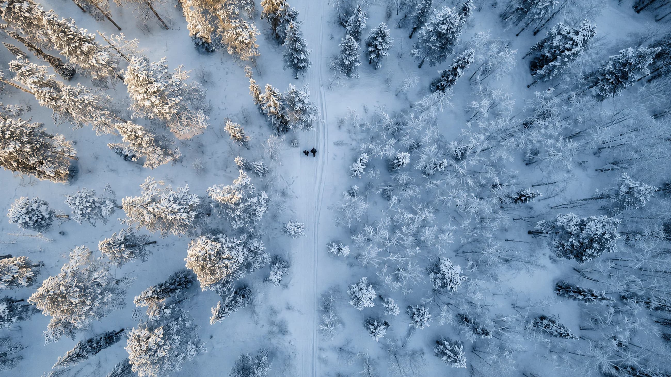 Aerial winter forest